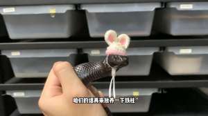 蛇的养殖技术视频(放