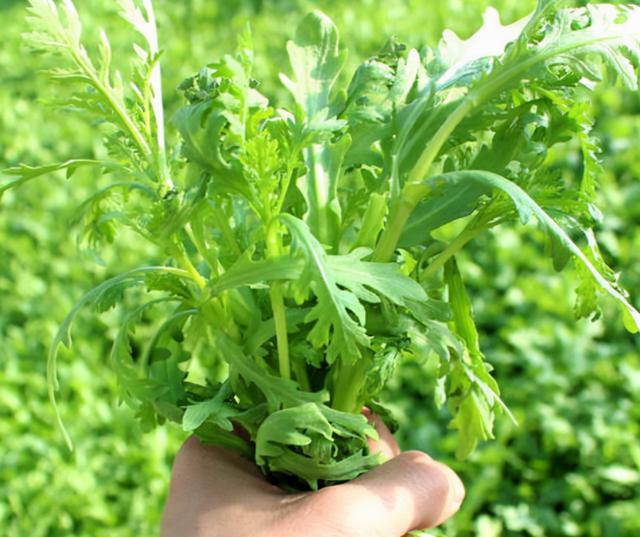 分享一套栽培茼蒿菜的小方法，让你种植出高产量、鲜嫩的茼蒿菜