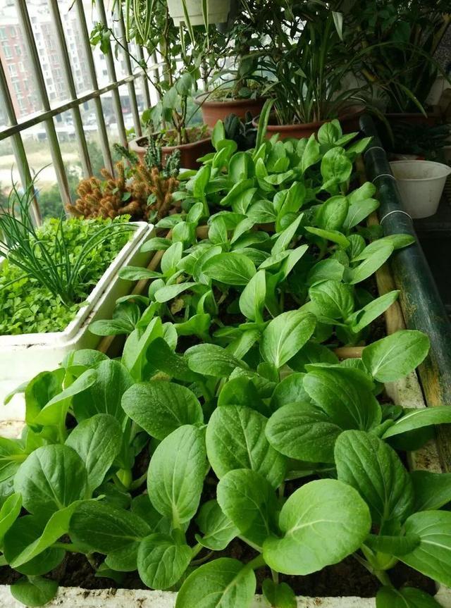 太快了吧，盆栽的小白菜20天就采收啦，赶紧在阳台上种起来