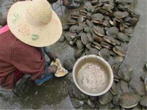 哪里有卖人工养殖蚌(曾经水乡的致富产业，也是成语典故的主角，养殖河蚌有诀窍)
