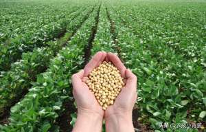 黄豆苗种植(如何才能种出高产优质的大豆？种植大豆要抓好哪几项管理重点？)