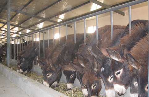 开办肉驴养殖场，带来口碑效应，在市场占有一席之地