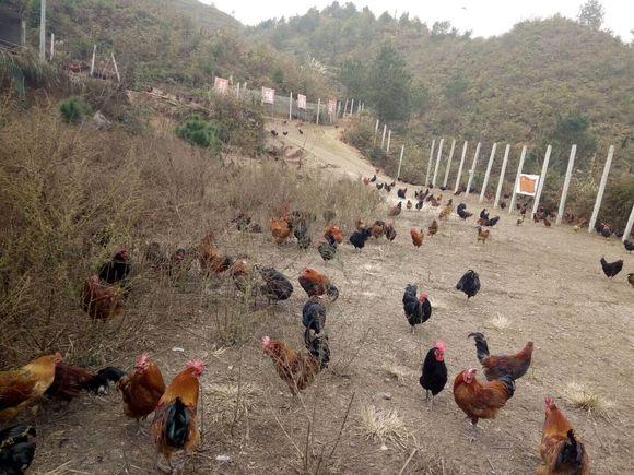贵州山区的猪和鸡是这么养的，简直养成了野猪野鸡了