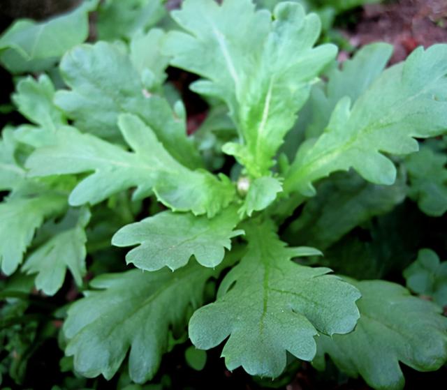 分享一套栽培茼蒿菜的小方法，让你种植出高产量、鲜嫩的茼蒿菜