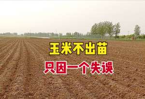 广西蝼蛄养殖视频(玉米播种10天未出苗，只因一个失误，需要重新播种，该如何避免？)