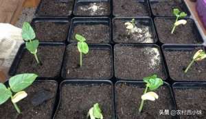 豆角子种子怎么种植(豇豆播种育苗栽培技术，你都知道几个呢)