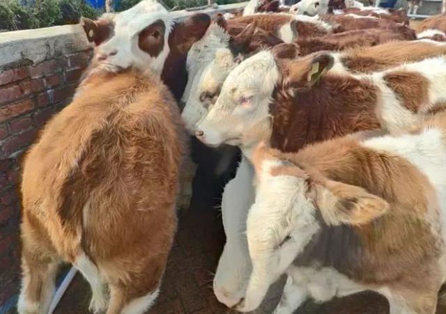 西门塔尔牛和夏洛莱牛哪个品种更容易养殖？