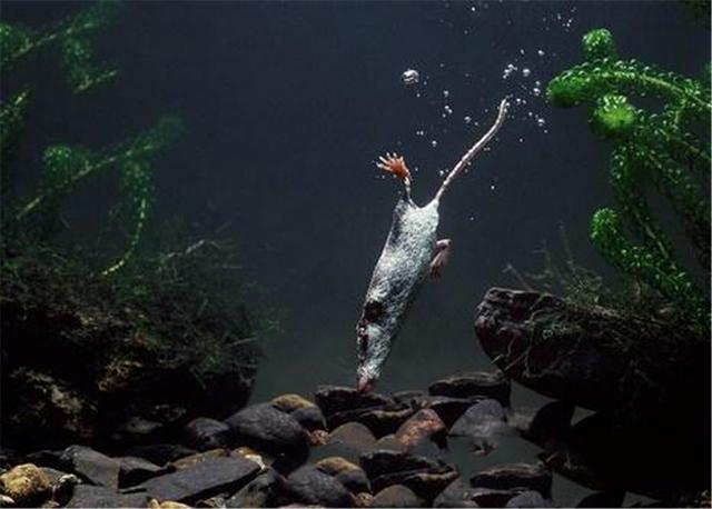 水鼩鼱现身长白山，堪称微缩版的水獭，不到20克重却敢捕食小龙虾