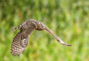 珠颈斑鸠养殖(非法捕售野生动物严惩不贷)