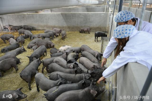 丁磊猪场，养的太湖猪比引进猪更赚钱，说明品牌很重要