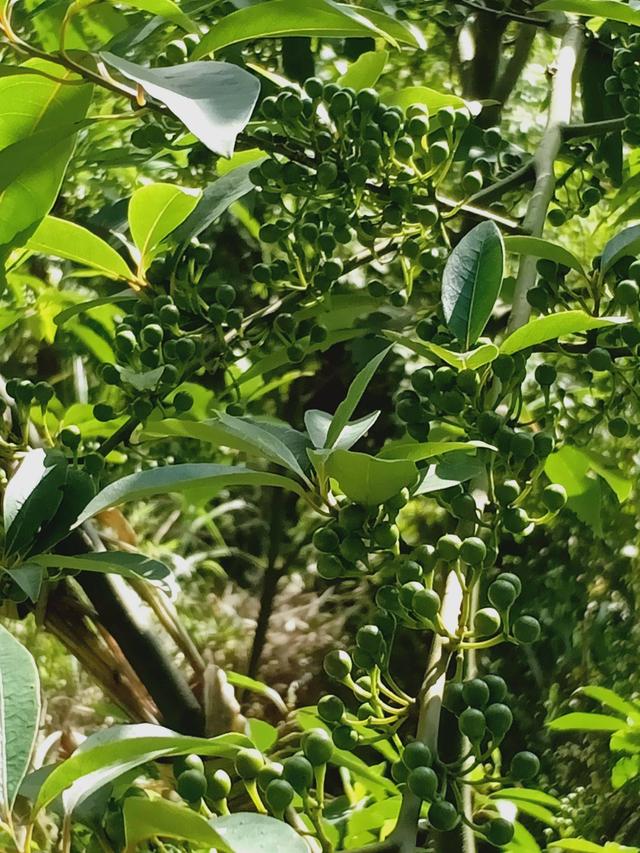 山胡椒生于向阳丘陵和山地的灌木丛或树林中，伞形花序，花黄白色