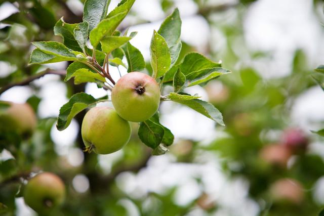 苹果矮化高产栽培集成技术，抓好这6个要点管理，促进苹果树生长