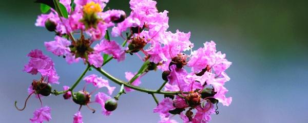 紫薇花的养殖方法