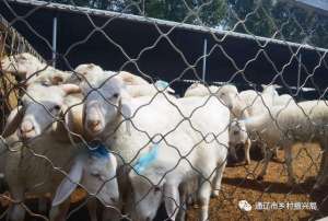 山东小尾寒羊养殖基地(发展肉羊产业，为乡村振兴注入强劲动力)