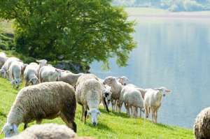 怎么养殖湖羊(湖羊的5大优点和2大缺点)