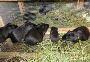 豚鼠养殖方法(可爱的黑豚鼠好养吗？养殖的时候要怎么选择饲料？有什么管理方法？)