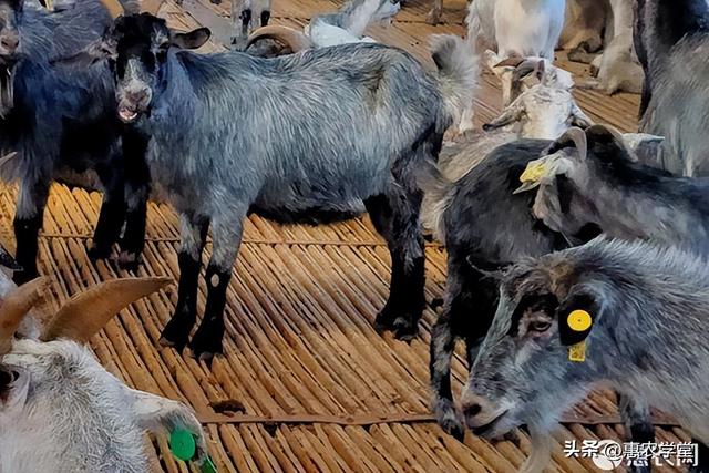 目前青山羊价格多少钱一只？为什么都不愿意养殖青山羊？