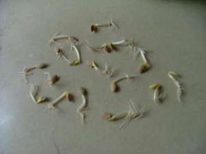 西葫芦种子种植(怎么提高西葫芦种子的发芽率？)