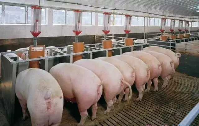 养猪户必知：这个体重的猪出栏最赚钱