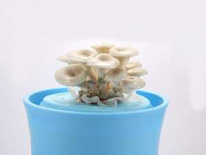 磨菇的种植方法(种植方法简单过年家里都在养“蘑菇”，孩子喜欢吃，观赏性强)