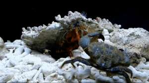 螳螂养殖视频(雀尾螳螂虾：1秒500拳，出拳加速度堪比子弹，能一拳打碎鱼缸)