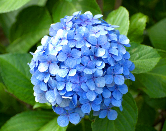 家庭养绣球花，从习性入手，蓝色红色随你控制，开花又大又多