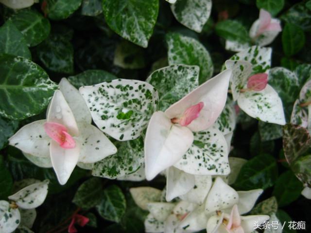 花叶络石，叶比花更美，耐寒耐热，喜干耐湿，常年都有“花”赏！