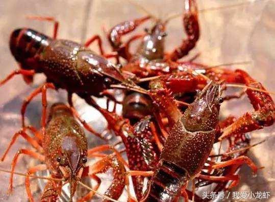 龙虾养殖标准化流程，让你对龙虾养殖不再迷茫