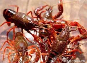 养殖农虾(龙虾养殖标准化流程，让你对龙虾养殖不再迷茫)