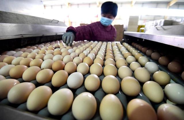 河北馆陶：蛋鸡养殖业拓宽农民增收路