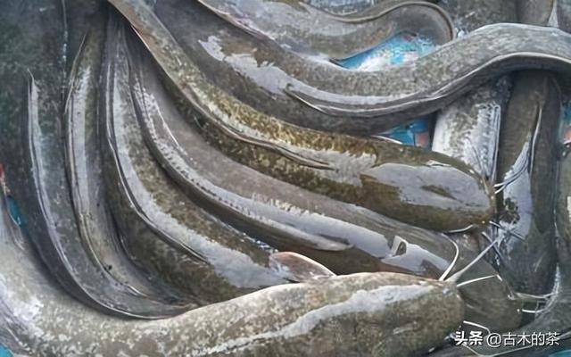 革胡子鲶鱼的生物性特性与养殖技术