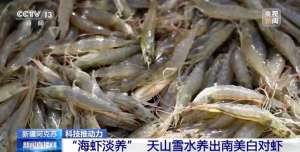 海口养殖澳洲淡水龙虾(新疆没有“海”，为啥能养“海鲜”？)