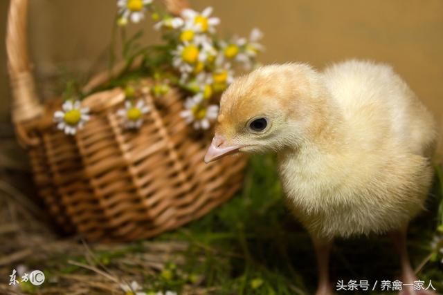 养鸡秘诀：进土鸡苗前都需准备哪些，土鸡养殖周期防疫程序！