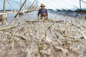 海虾 养殖虾(一年养虾三茬，亩产超5000斤，效益增10倍四硕士创业为何选择这种模式？)