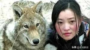 藏獒养殖场(12年前，把狼当儿子养的四川女孩，10年后和它在草原上相认)