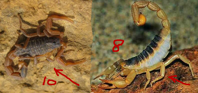 奇食之旅：山东临沂“十足全蝎”脚比一般蝎子多，吃起来像虾子