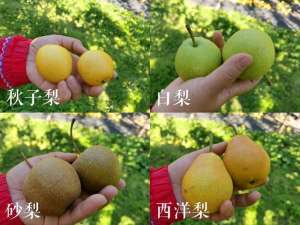 江西梨种植(黑龙江省有梨树10万亩，你对地产梨了解多少？)