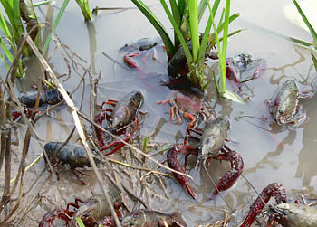 稻虾养殖模式解析