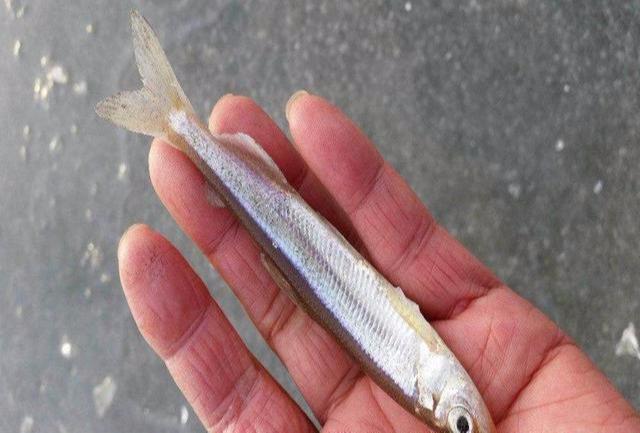 池沼公鱼，俗称小公鱼儿，深冬最活跃让你一次钓个够