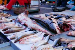 秋刀鱼养殖(买鱼时，这4种是野生海鱼，好吃营养高，无法养殖，遇到后别手软)