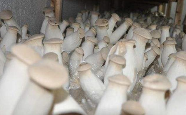 一根杏鲍菇菌棒种出四茬菇效益翻番是怎么做到的？老农来教你