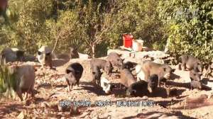 藏香猪养殖技术视频(云南新平：放养小香猪“拱”出致富路)