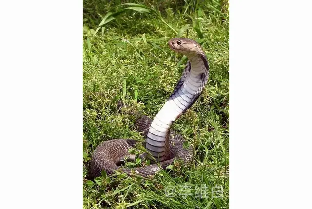 世界上体型最大的毒蛇——眼镜王蛇，毒液有多厉害？会使人致死吗