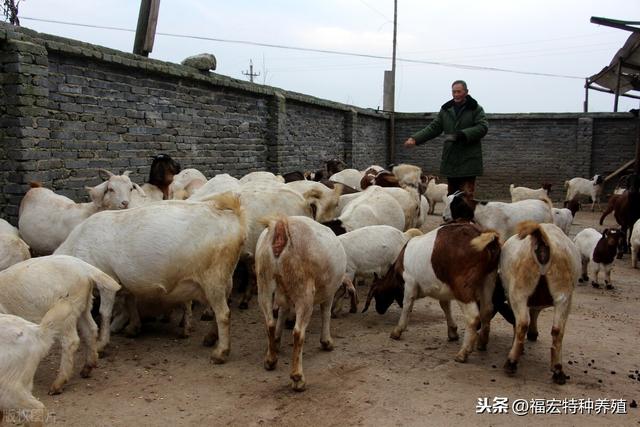波尔山羊和小尾寒羊适合各地圈养，羊圈搭建及日常螨虫预防治疗