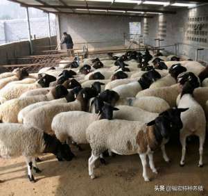 养殖机械设备(杜泊羊的8个养殖优势，改良小尾寒羊和湖羊会取得更好的生长优势)
