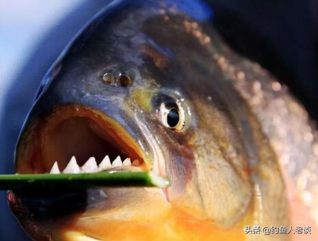 食人鱼的近亲，有着锋利的牙齿，暴躁脾气的淡水白鲳该如何垂钓？