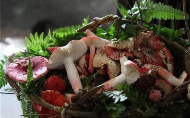 红菇上千块一斤，很贵？看看红菇是怎么来的，你就不再觉得贵了！