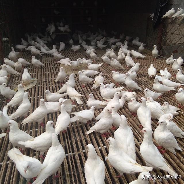 肉鸽养殖科学养鸽的方法，你知道吗