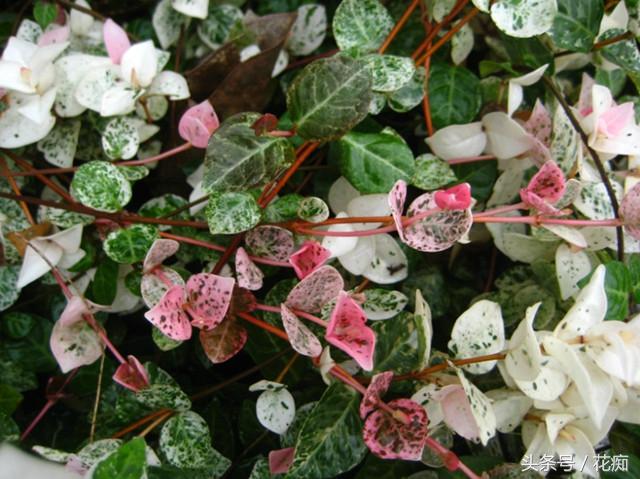 花叶络石，叶比花更美，耐寒耐热，喜干耐湿，常年都有“花”赏！