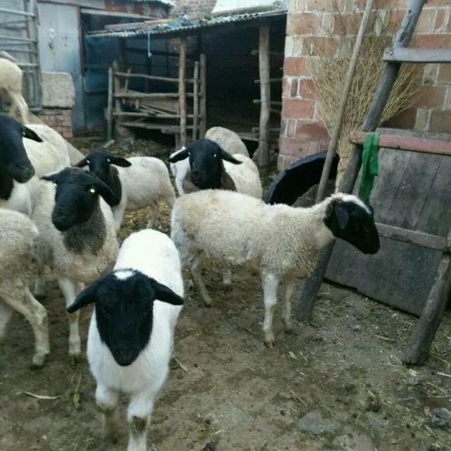 黑头杜泊绵羊的养殖